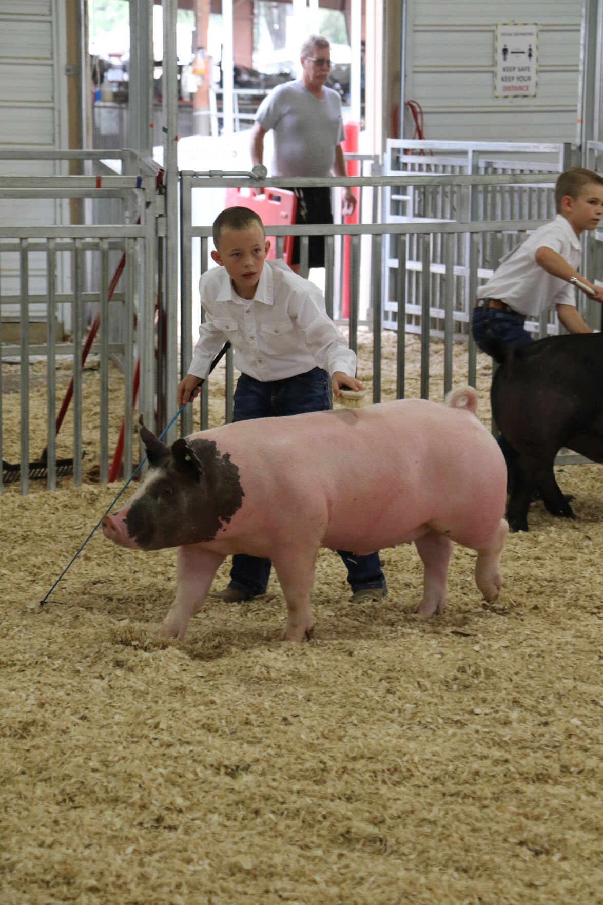 PHOTOS: Pig Showmanship